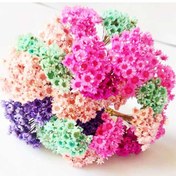 تصویر گل خشک بابونه وحشی وارداتی ساقه دار بسته 10 عددی 