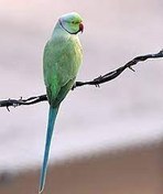 تصویر فایل دانلودی اخلاق و رفتار طوطی ملنگو فرمت ZIP 