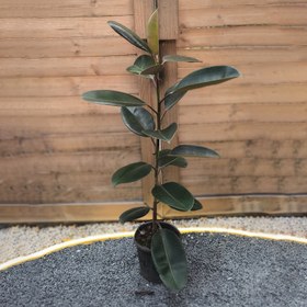 تصویر فیکوس بلک 