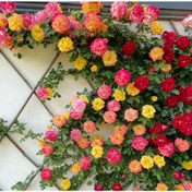 تصویر بذر گل رز رونده میکس بسته 10عددی 