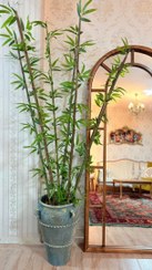 تصویر شاخه بامبو وارداتی 