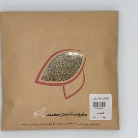 تصویر تخم گشنیز 