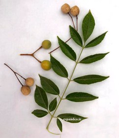 تصویر میوه زیتون تلخ Melia azedarach 