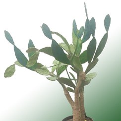 تصویر بذر اپونتیا ده عدد 