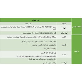 تصویر دمنوش به Newshanik