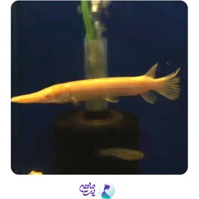 تصویر ماهی الیگیتور آلبینو سایز 17 تا 20 سانتی متر 