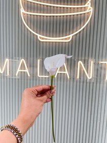 تصویر شاخه شیپوری 