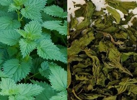 تصویر گزنه (بسته 100گرمی) 