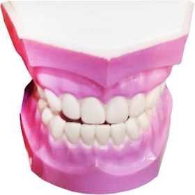 تصویر بازی آموزشی طرح مولاژ دندان مدل ASM40 