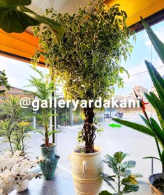 تصویر درخت بنجامین 