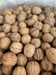 تصویر گردو با پوست Nuts