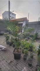 تصویر نخل اریکا 