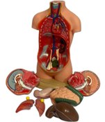 تصویر مولاژ بدن انسان ۱۰ قسمتی ۳۵ سانت 