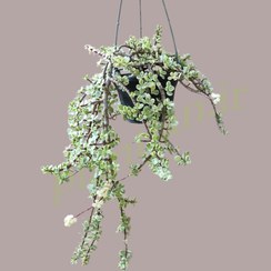 تصویر گیاه کراسولا خرفه ای ابلق آویز (پرتولاکاریا ابلق) 