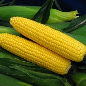 تصویر بذر ذرت 