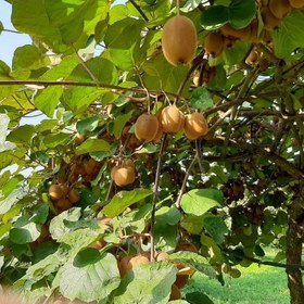 تصویر کیوی درجه1 