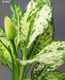 تصویر آگلونما برفی با گلدان پلیمری 