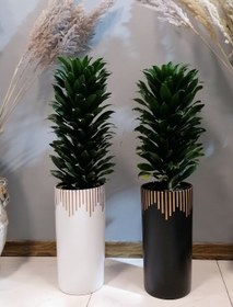 تصویر گیاه طبیعی دراسنا کامپکت بلند با گلدان سرامیک مجموعه 2عددی 