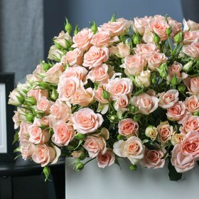 تصویر Pompon Peach | کد: ZNB-1EZY 