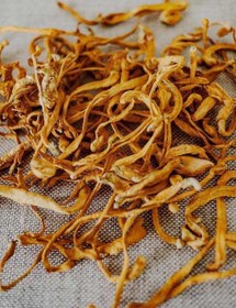 تصویر قارچ کوردیسپس 