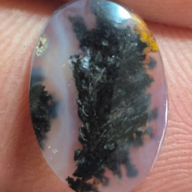 تصویر شجر مشکی Shajar paize