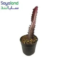 تصویر افوربیا 