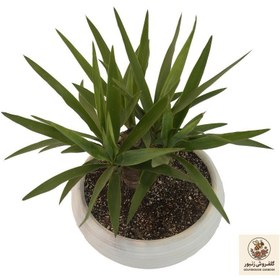 تصویر گیاه طبیعی بونسای یوکا مدلY1 | کد: ZNB-5O0 