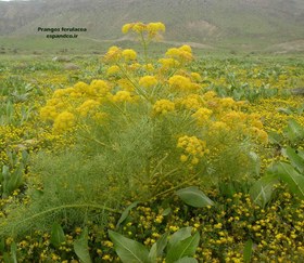تصویر بذر جاشیر Prangos ferulacea 