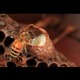 تصویر ژل رویال گرم 