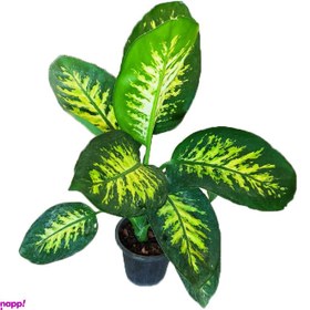 تصویر گیاه طبیعی دیفن باخیا کد 1400 