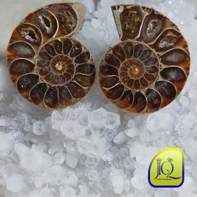 تصویر فسیل آمونیت جفت 