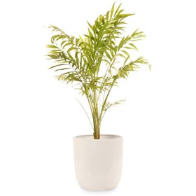 تصویر گیاه طبیعی اریکا گلیتال مدل GTL112 