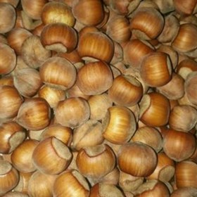 تصویر فندوق تروتازه ییلاق اشکور گیلان(متوسط) 