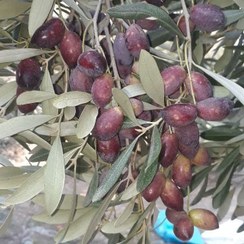 تصویر روغن زیتون ارگانیک فرا فرا بکر خالص بودار یک لیتری 