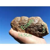 تصویر بزرگترین و قطورترین فسیل آمونیت هترومورف ایسام 