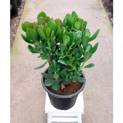 تصویر گیاه کراسولا یشم با کیفیت پر و سرحال با ارتفاع حدود 35 سانتی متر 