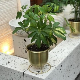 تصویر خرید شفلرا برای فضاهای پرنور و دنج 