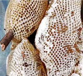 تصویر عسل وحشی Asal vahshi