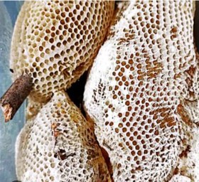 تصویر عسل وحشی Asal vahshi