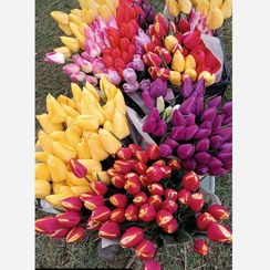 تصویر پیاز لاله هلندی (الوان ) - یک عدد Tulip