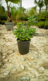 تصویر پیتسپروم (میخک هندی ) 