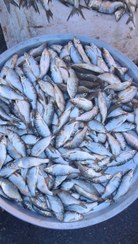 تصویر ماهی کولی شمال 5 کیلویی 