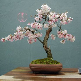 تصویر بذر درخت ساکورای ژاپنی 