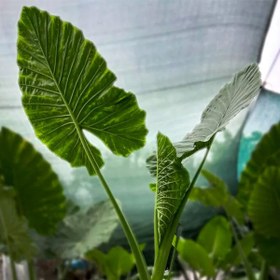 تصویر بابا آدم 