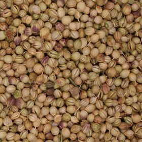 تصویر تخم گشنیز 