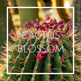 تصویر اسانس cactus blossom 