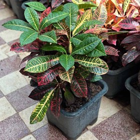 تصویر گیاه کروتن 