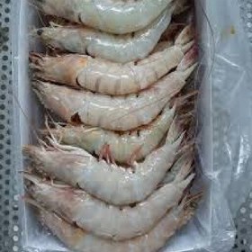 تصویر میگو دریایی و پرورشی سایز 30 40 هر 30 الی 40 تا میگو پاک نشده معادل یک کیلو گرم است. 