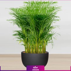 تصویر نخل اریکا سایز غول پیکر با گلدان فایبر گلاس (special plant) 