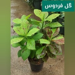 تصویر گل فردوس 